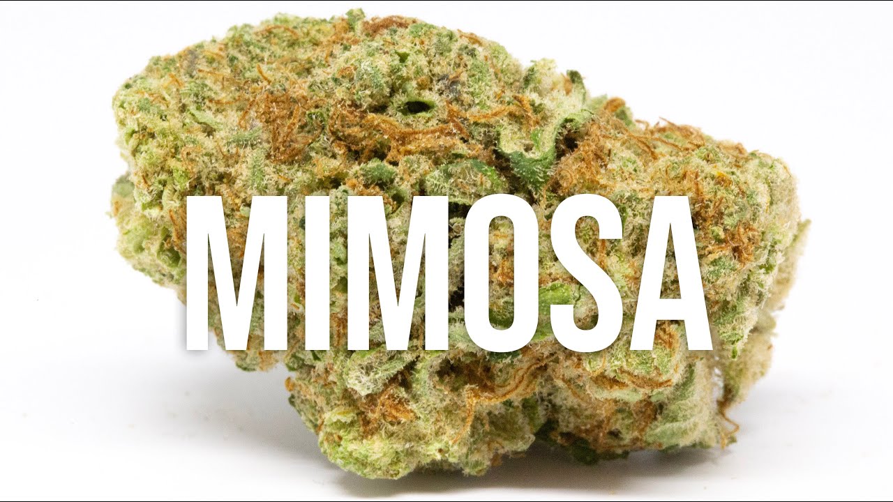 Mimosa strain review - simply DELICIOUS!