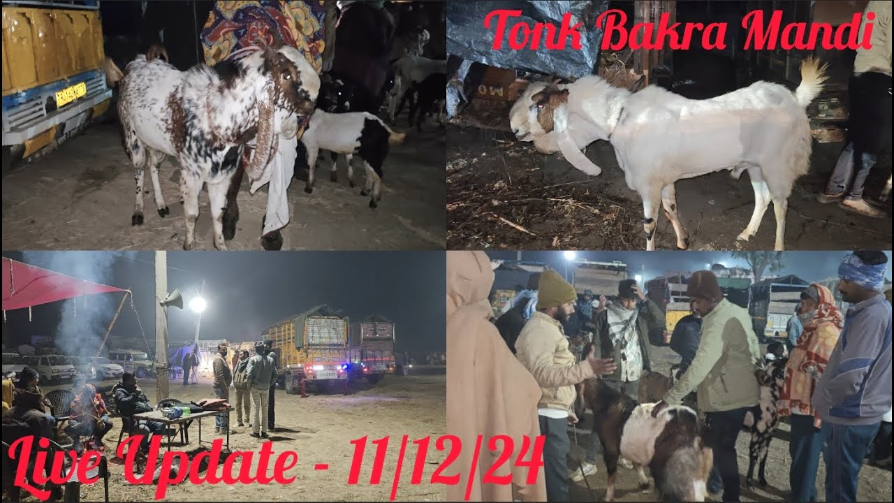 TONK BAKRA MANDI 🐐 , LIVE UPDATE - 11/12/24 ... BY #PathanFarmHouse ... 😉