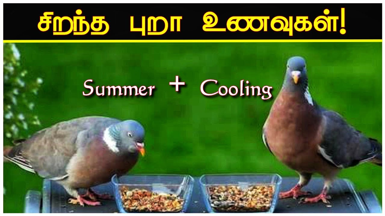 🕊️🕊️வெயில் & குளிர் காலங்களில் புறாவிற்கு உணவு எப்படி கொடுக்கலாம் || Pigeon Foods In Tamil ||