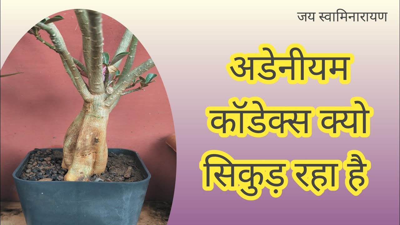 Adenium Caudex Shrink | Mere Adenium Ka Caudex Kyu Sikud Raha hai
