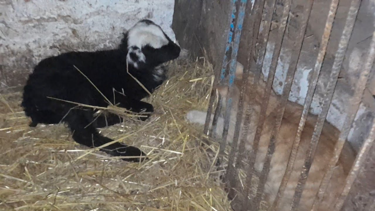 Теж не солодко...мерзнуть тварини та підвали з овочами....Сумщина, 4 лютого