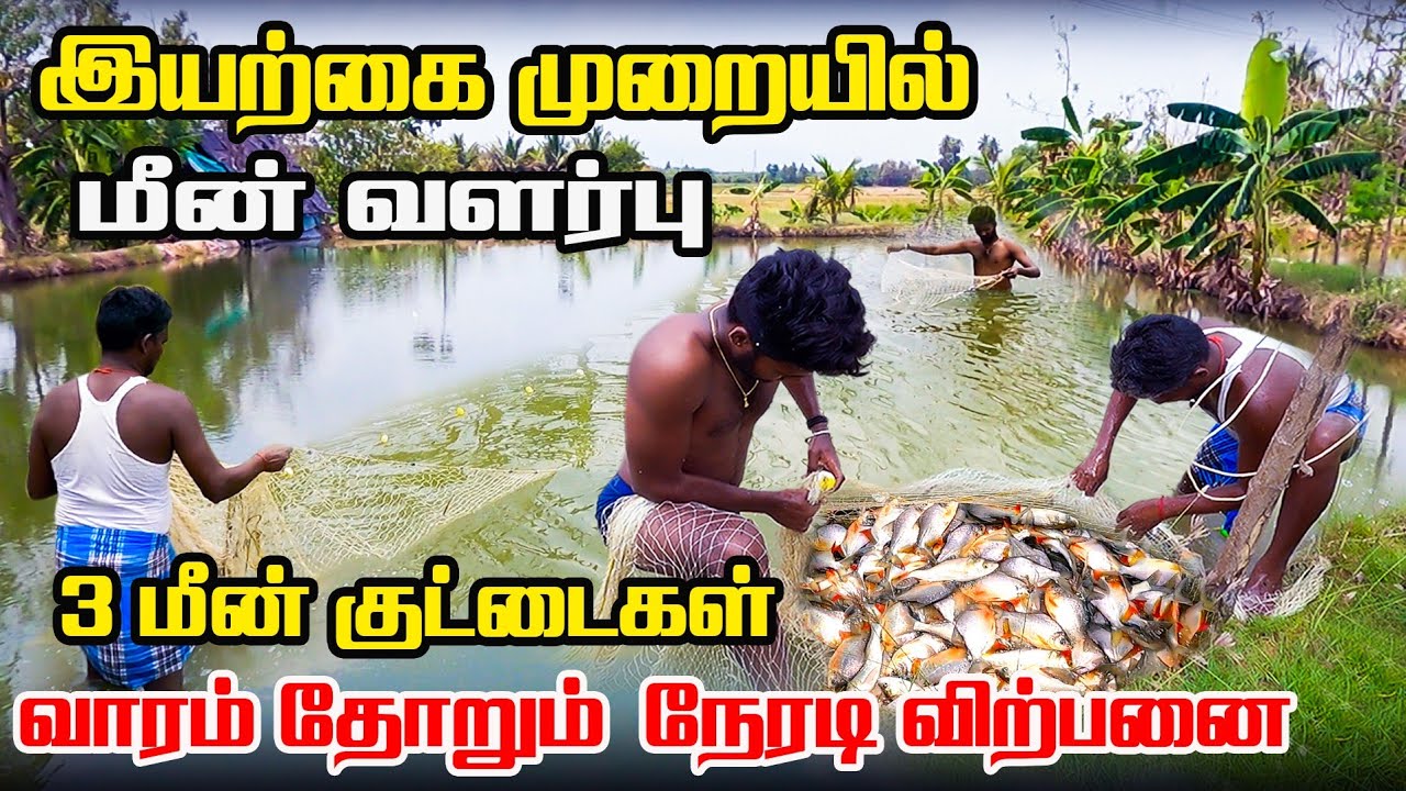 வாரம் தோறும் நேரடி விற்பனை | இயற்கை முறையில் மீன் வளர்ப்பு |fishfarming  | Iyarkai Annai