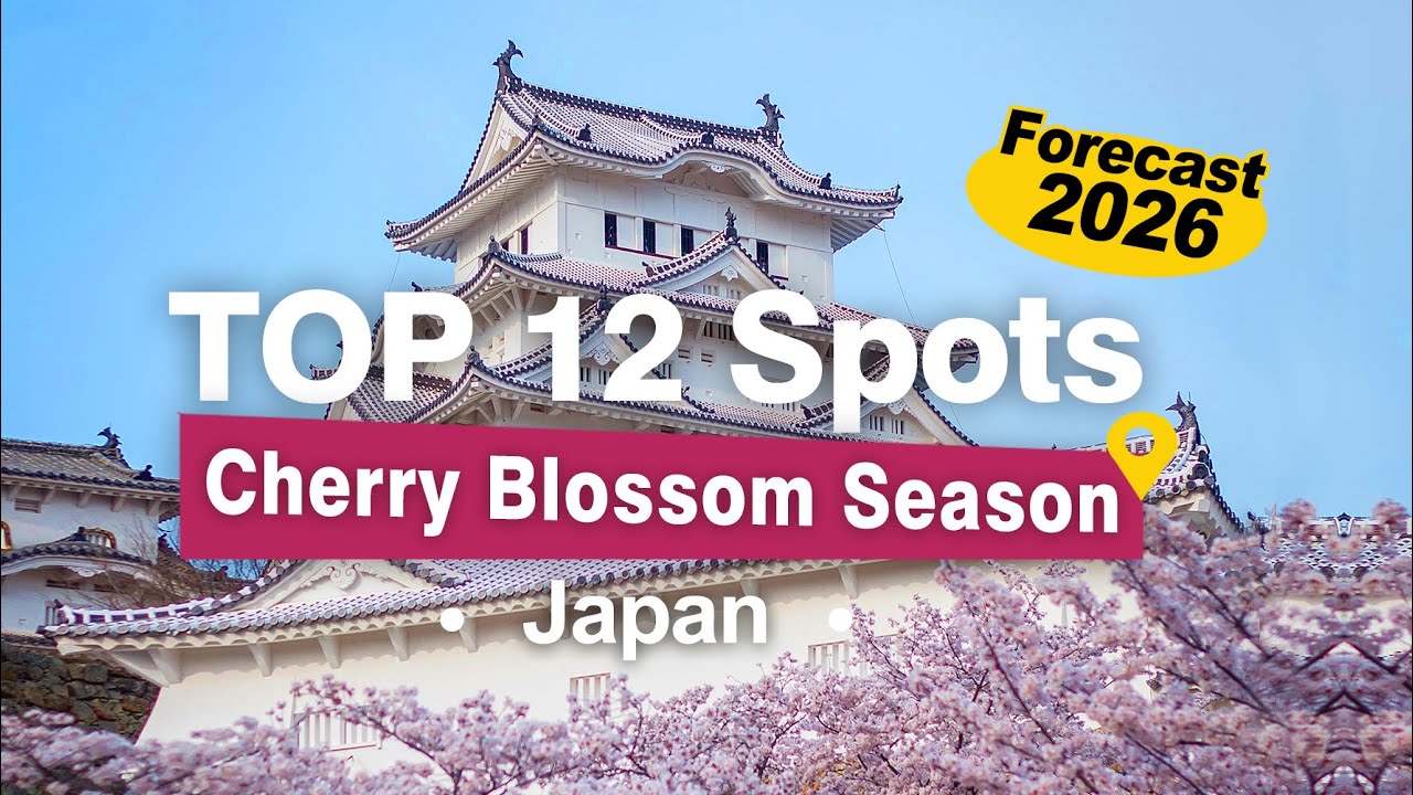 Cherry Blossom Season Japan   Forecast 2026 sakura