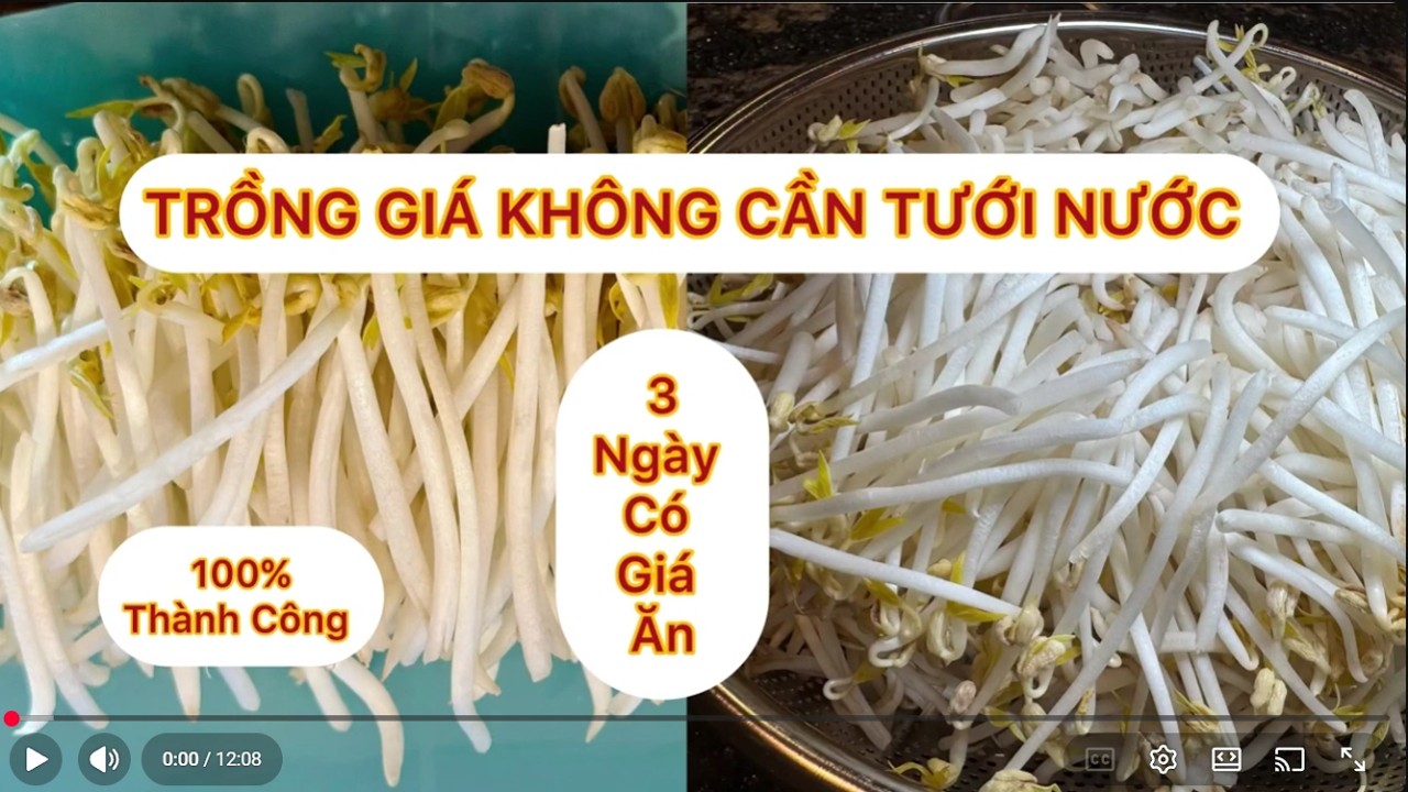 WOW Giá Đậu Xanh . Không Tưới . Chỉ 3 Ngày. Trắng . Mập . Giòn . Thành Công 100%