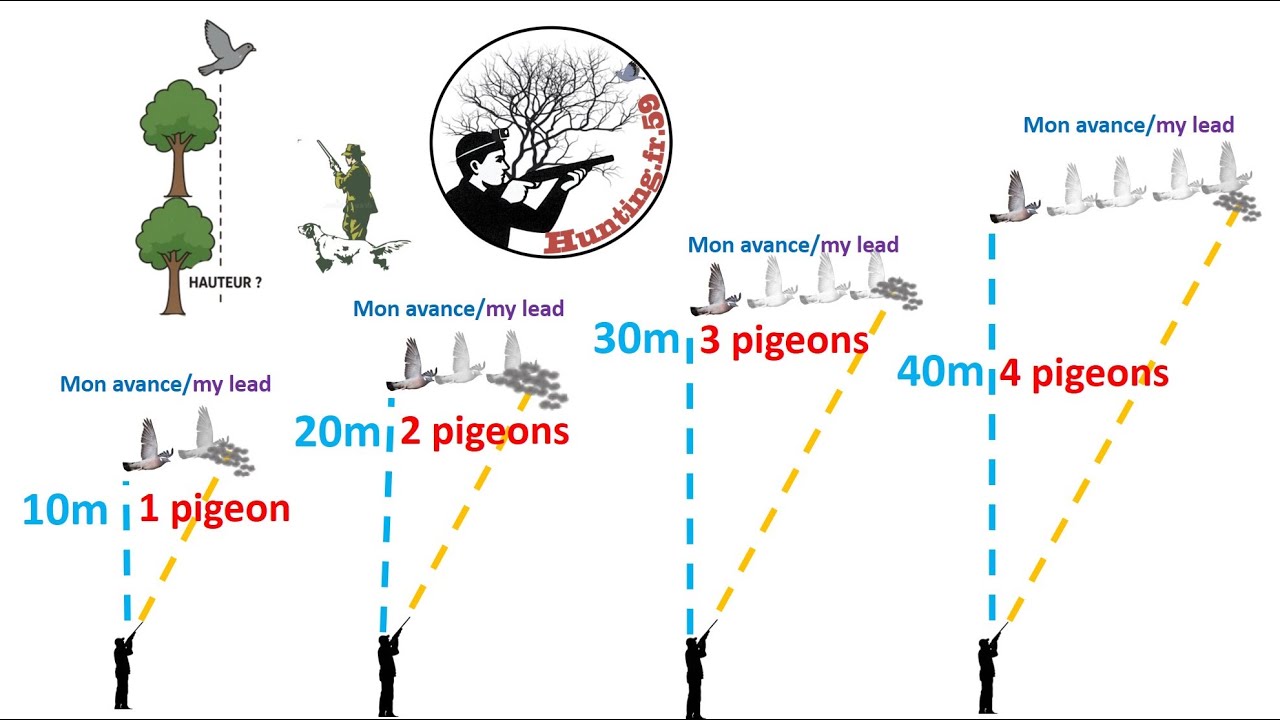 Pour d&eacute;butants: comment chasser les  pigeons ramiers ? Une m&eacute;thode simple avec d&eacute;monstrations