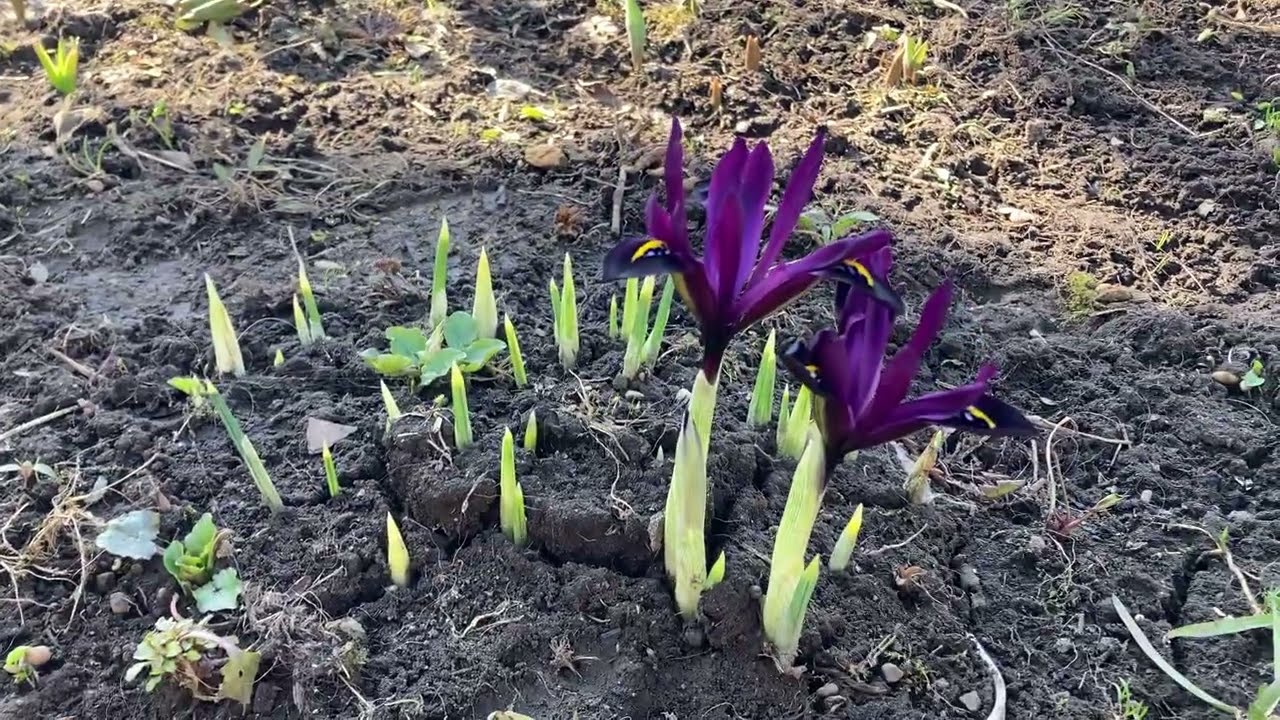 Ви милуєтеся цибулинними ірисами? Вони прекрасні!