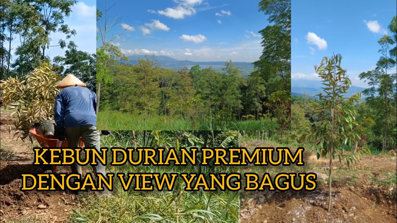 Kebun Durian Premium Berkelas | View Rawa Pening