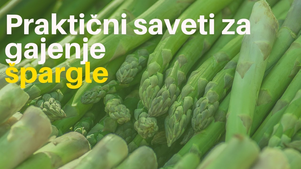 VIDEO VODIČ: Sve &scaron;to bi trebalo da znate o gajenju &scaron;pargle