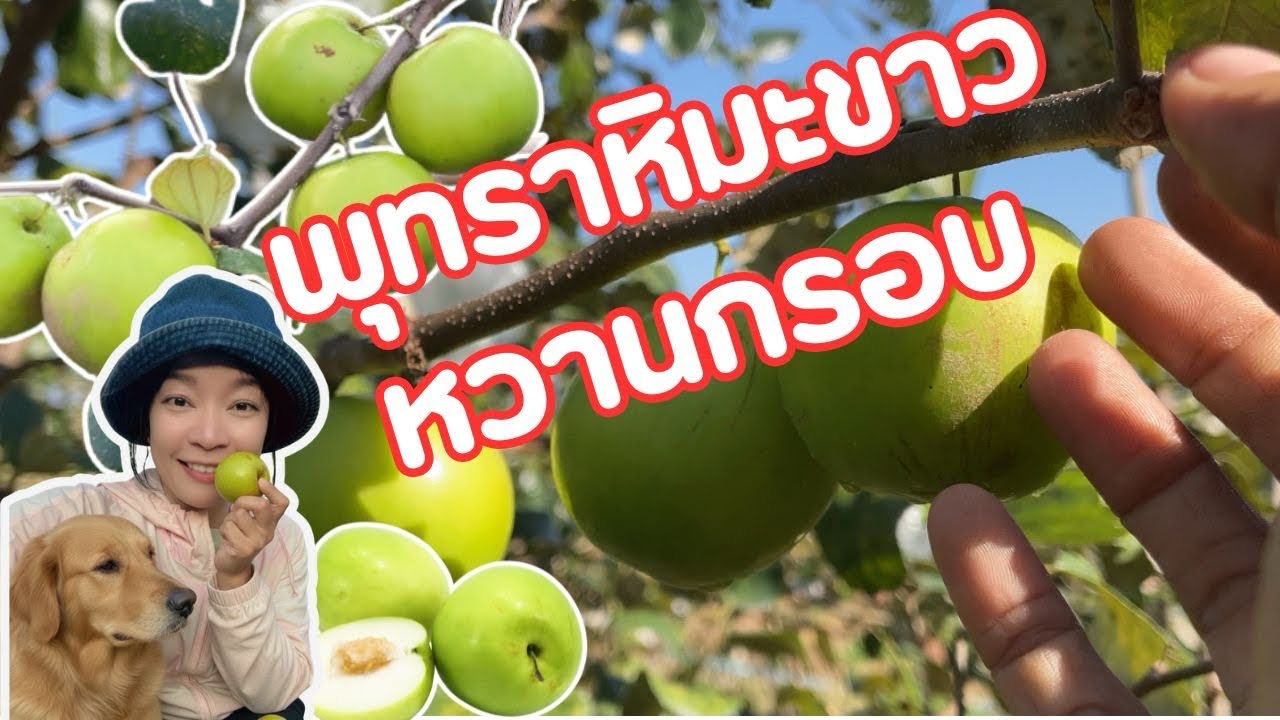 เก็บพุทรา สดๆชิมกันคะ #ชาวสวนวันหยุด #พุทรา 