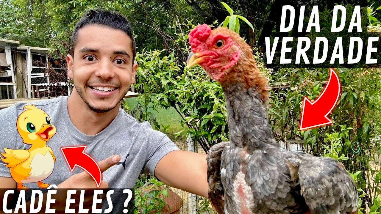 Resgate Marrequinhos | Fuga dos Patos | Ovoscopia ko-Shamo e Pavão | Aves Recriar