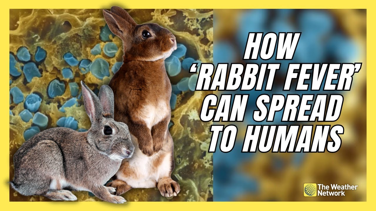 How 'Rabbit Fever' Cases Can Spread During Common Garden Chore