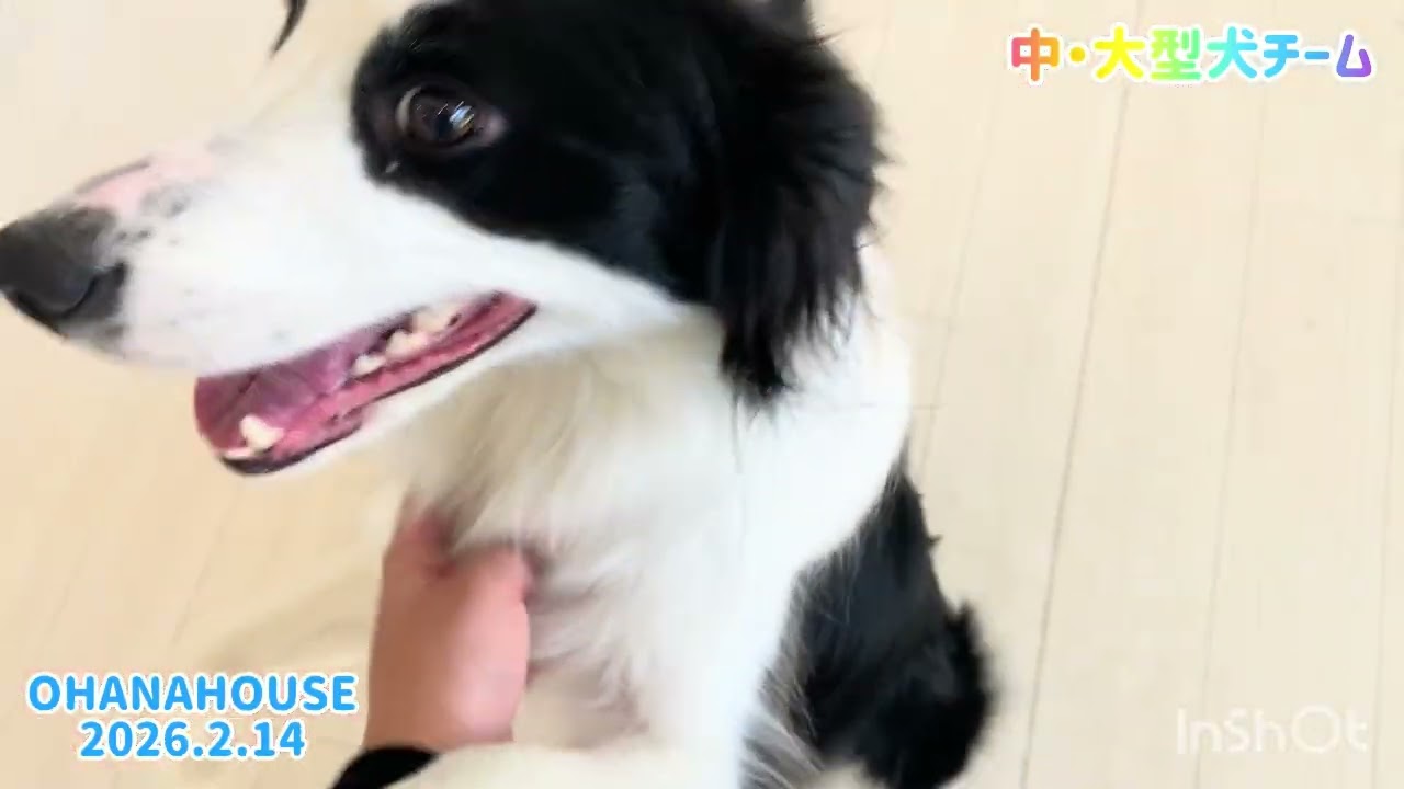 広場あそび（中・大型犬チーム）