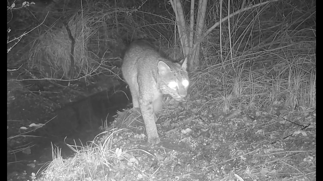 Late January 2026 (Cat, Bobcat, Cottontail