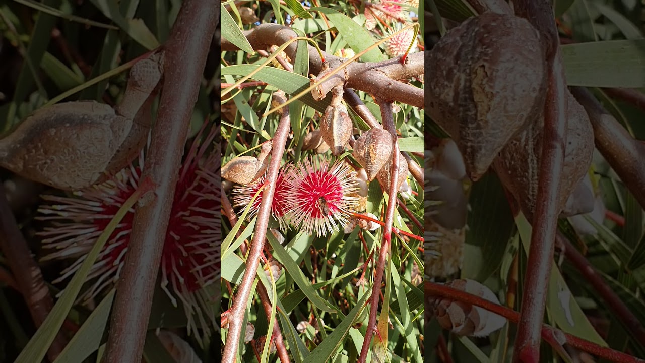Pincushion Hakea Winter flowering wonder!