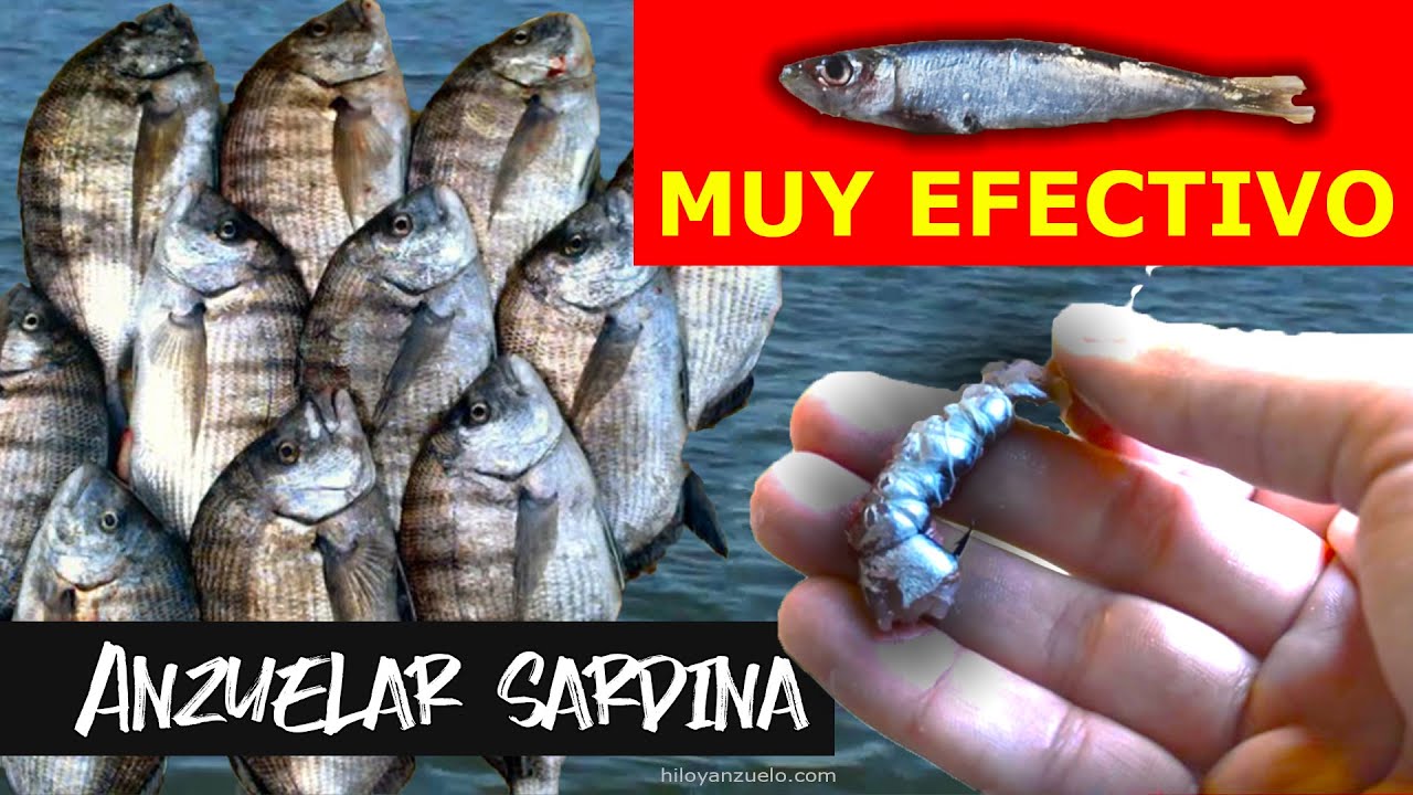 C&Oacute;MO ANZUELAR o ENCARNAR una SARDINA para PESCAR en el MAR | How to use Pilchards as bait