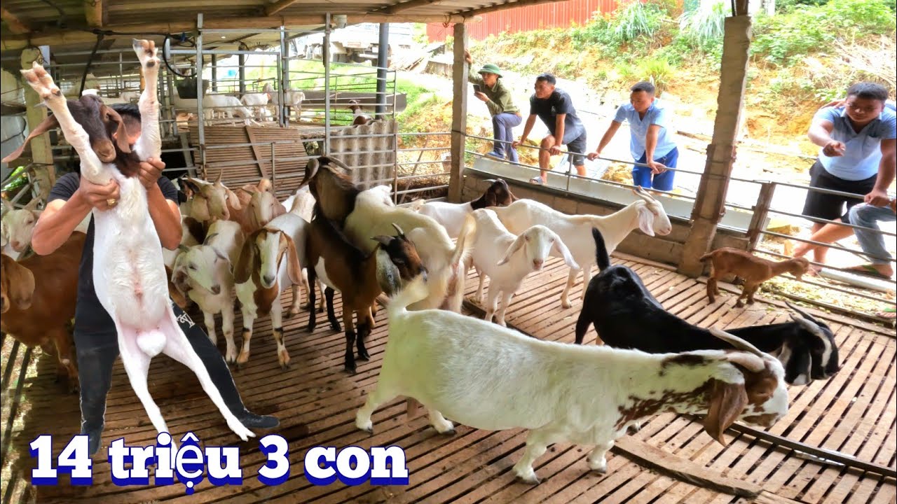 Vượt Hơn 60Km V&agrave;o Tận Rừng S&acirc;u Mua 3 Con D&ecirc; Giống Đang C&oacute; Bầu Tuyệt Đẹp / Quế Nghịch