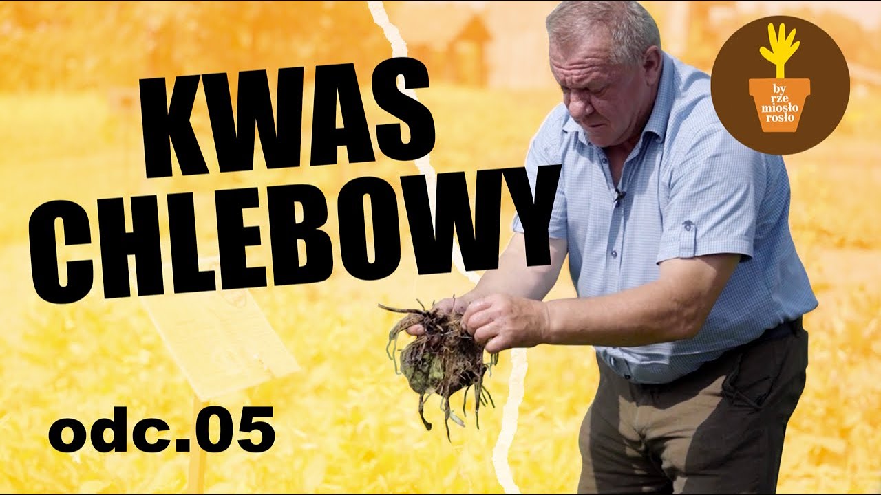 Kwas chlebowy - spotkanie z dr. Mirosławem Angielczykiem. Szukamy idealnego zioła. Odc. 5