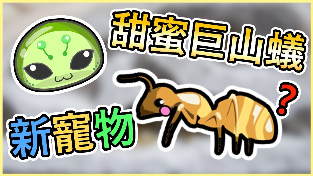 【甜蜜巨山蟻】我要變蟻人了?|台灣最美的螞蟻|新寵物?|螞蟻帝國|Empire of Ants| Camponotus variegatus dulcis|發生緊急事件！？