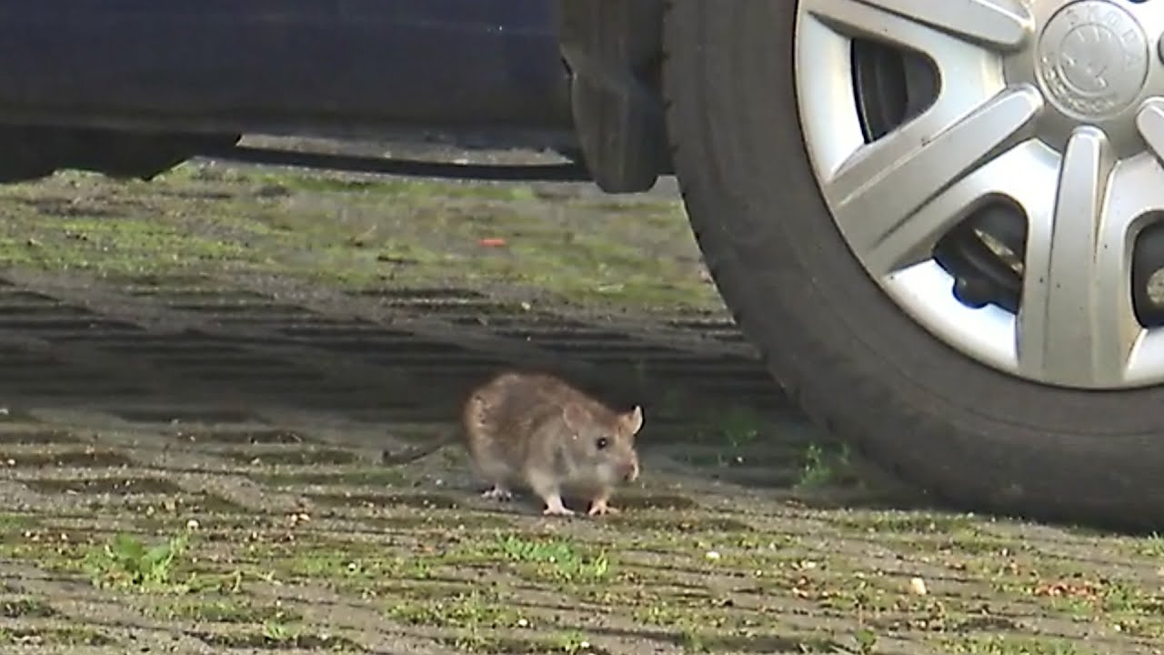 Rattenalarm in Kassel – die Anwohner wissen nicht mehr weiter | maintower