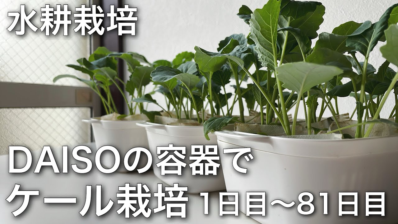 水耕栽培でケールの栽培　1日目〜81日目