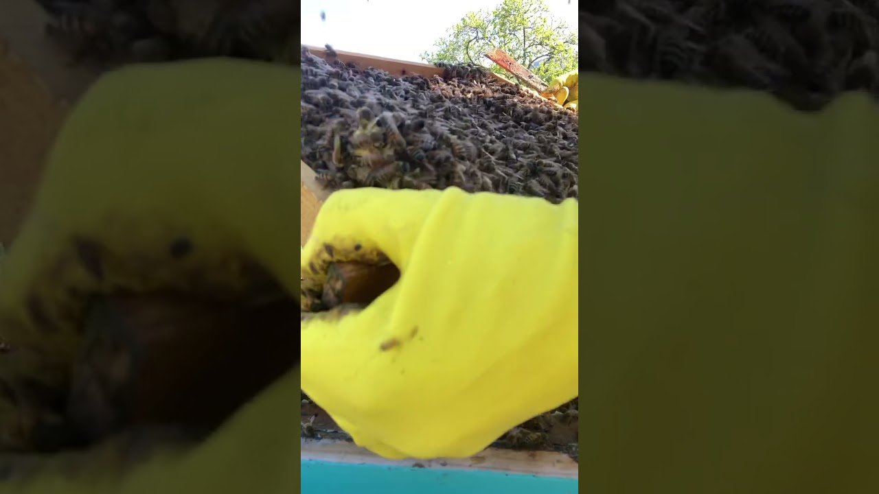 Apicoltura 2024 13Aprile  Abbozzano&Fucazzano 🐝🙃