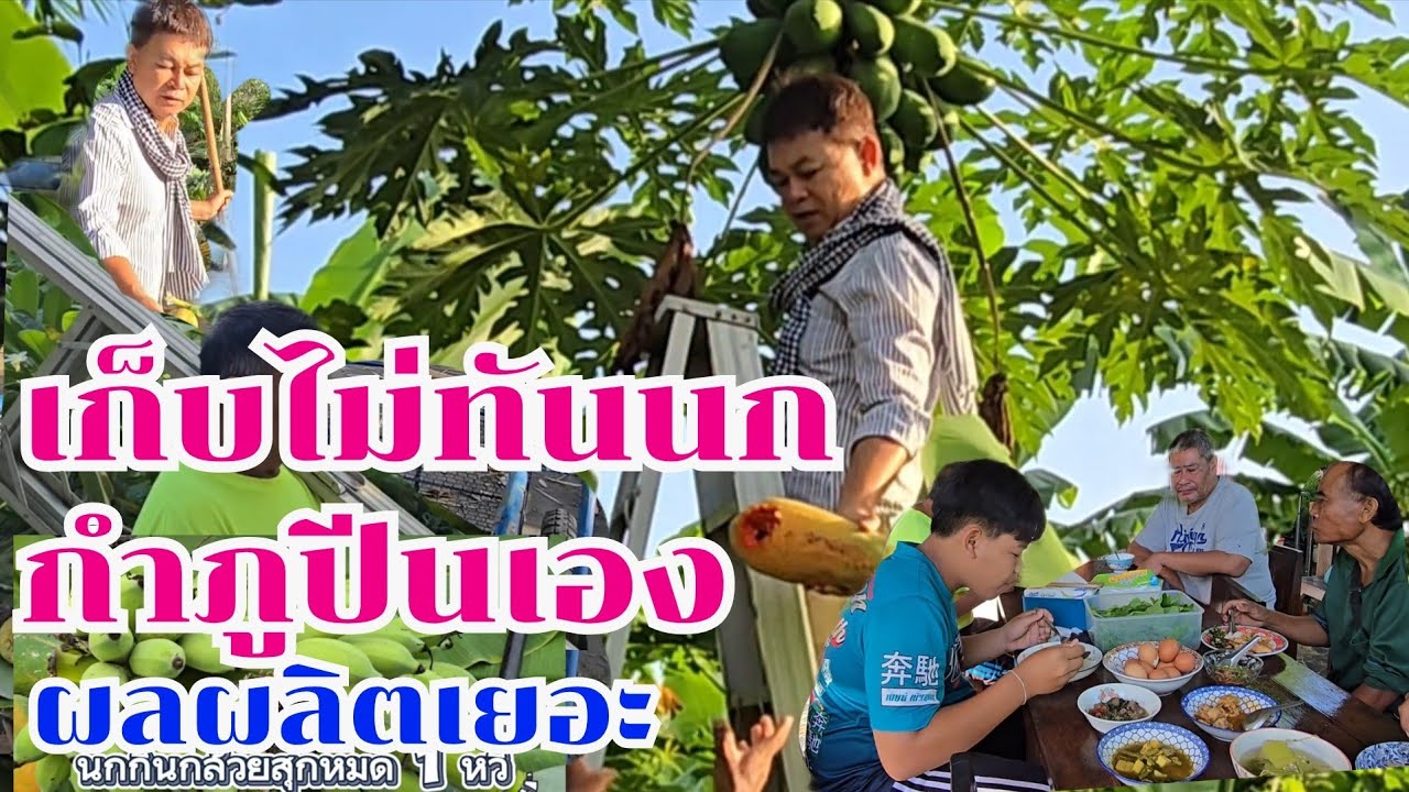 กำภูปีนเอง เก็บผลผลิตไม่ทันนก #บ้านสวนกำภูEp1415