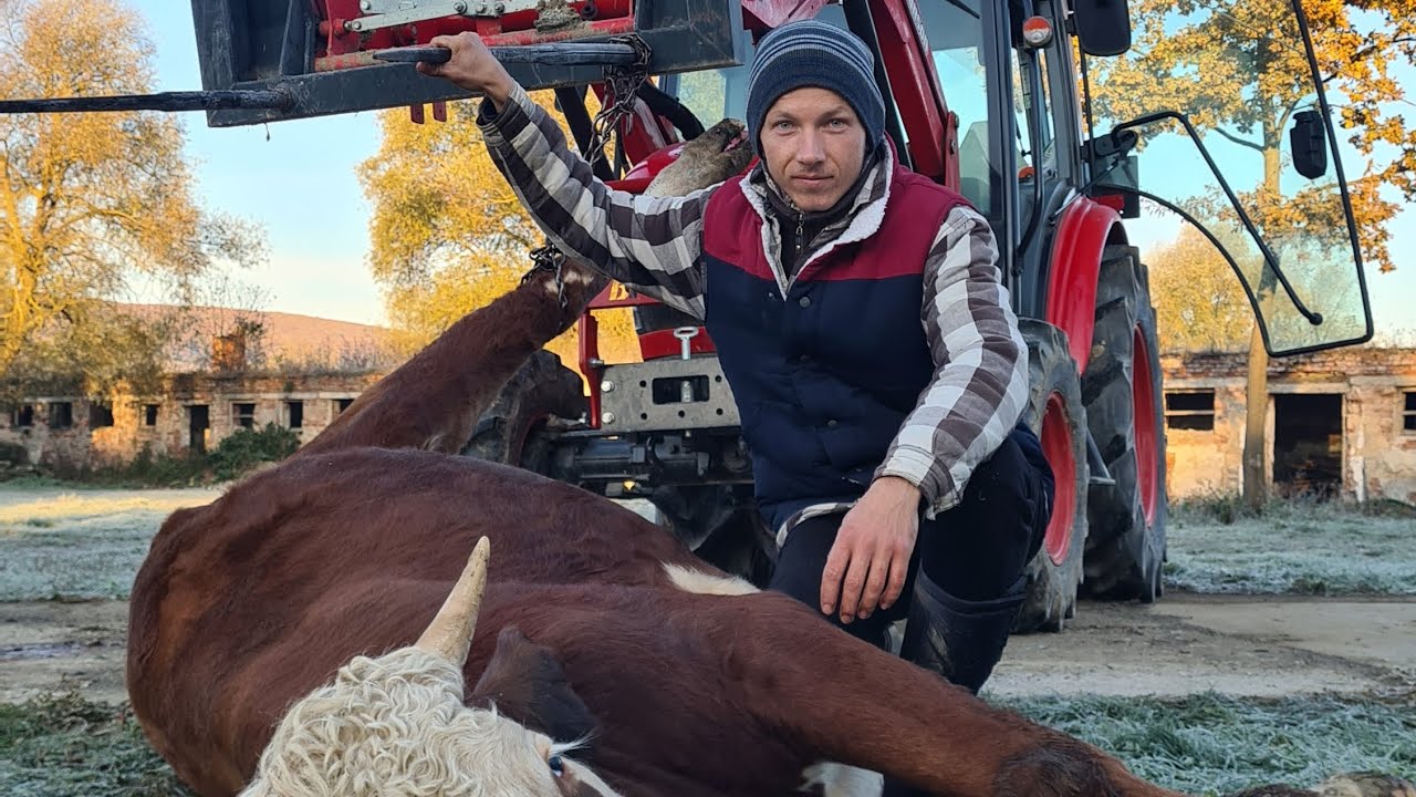 Malá Farma Bella [35] - Potrebné práce...          Úpravy a rovnanie terénu, sejba, domáca zabíjačka