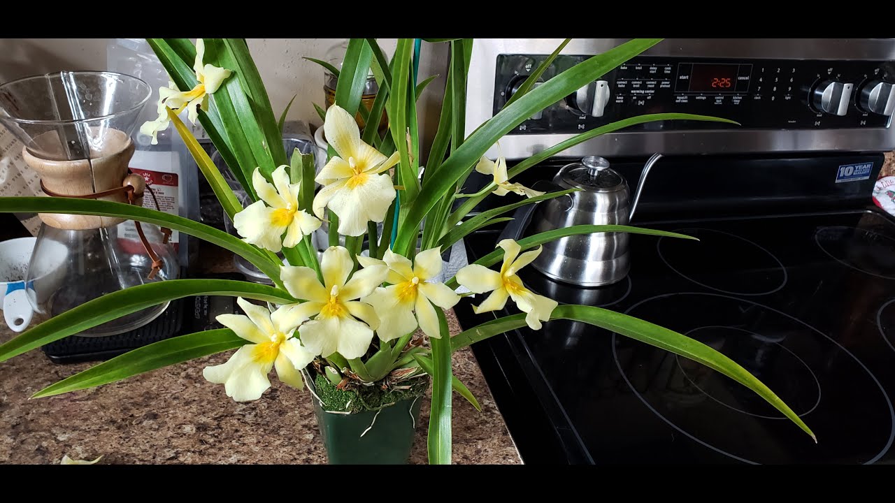 Miltoniopsis roezlii var. xanthina