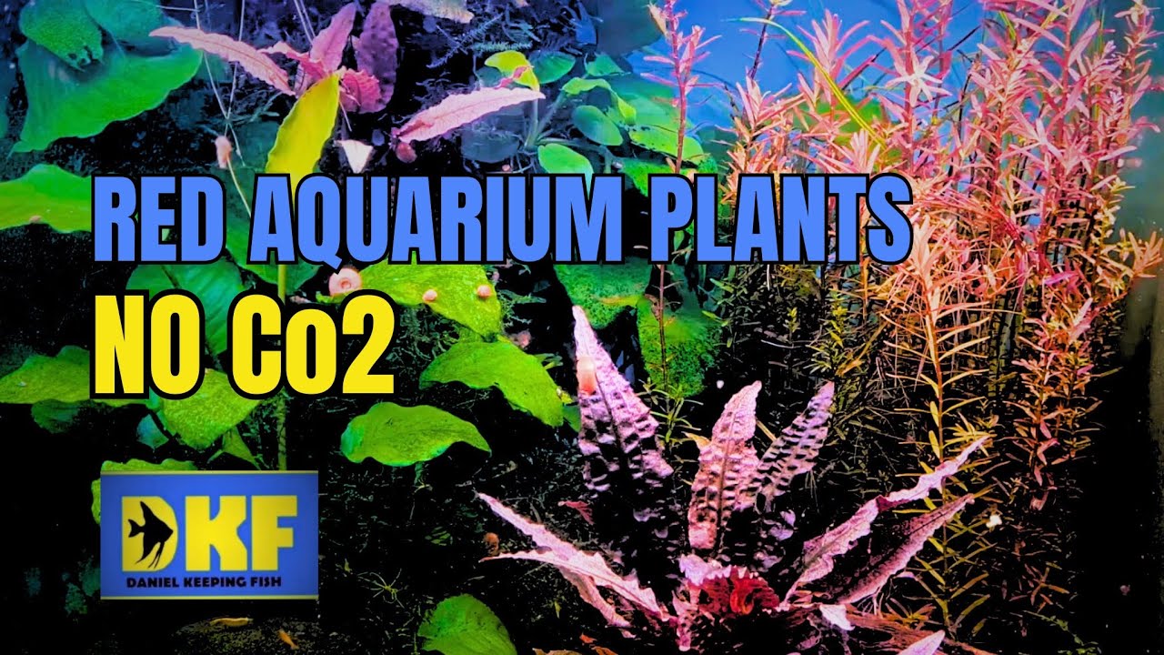 Красные аквариумные растения без CO2