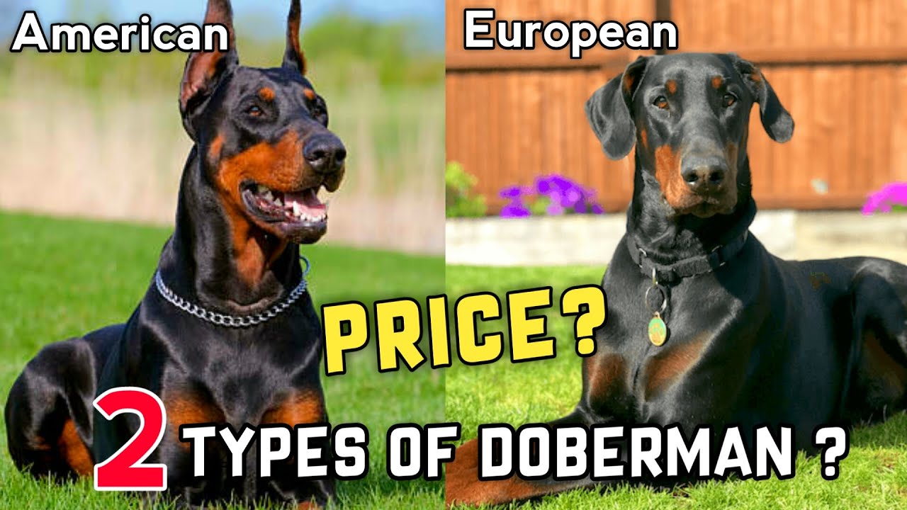 2 Types Of Doberman And Their Price | American Doberman | European Doberman