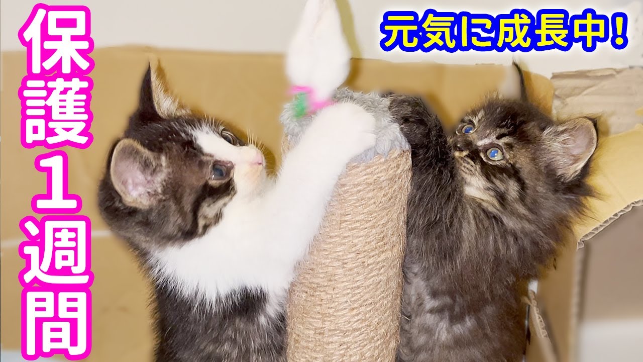 【再アップ】子猫を保護して1週間…元気にすくすく成長中！〜 ※最後に残りの2匹についてお知らせあり！【捨て猫保護④】ハチワレ＆長毛