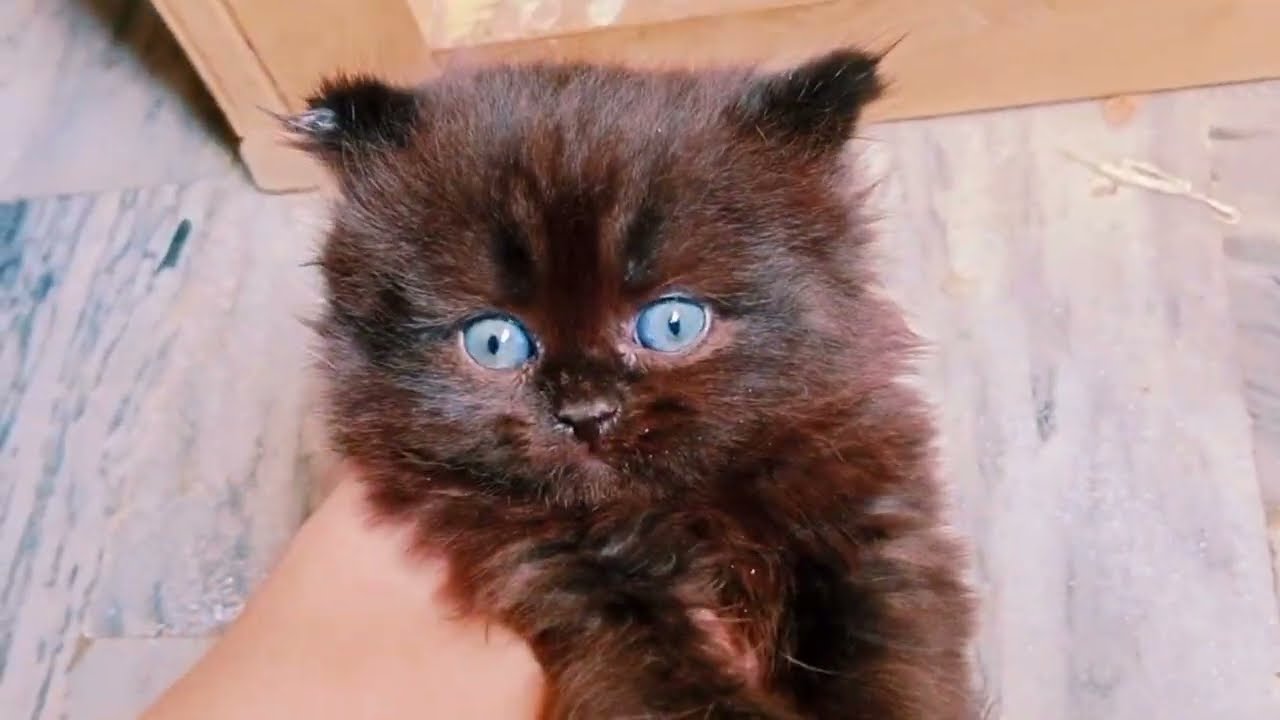 Humari new cat pohnch gye || sari cat ko mar rahi hai #Nazwithcats