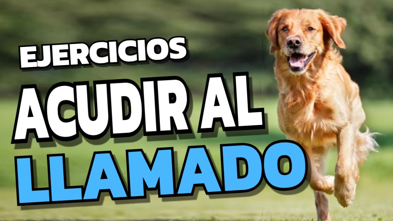 🐶Guía Completa: Cómo Enseñar a Tu Perro a Venir al Llamado