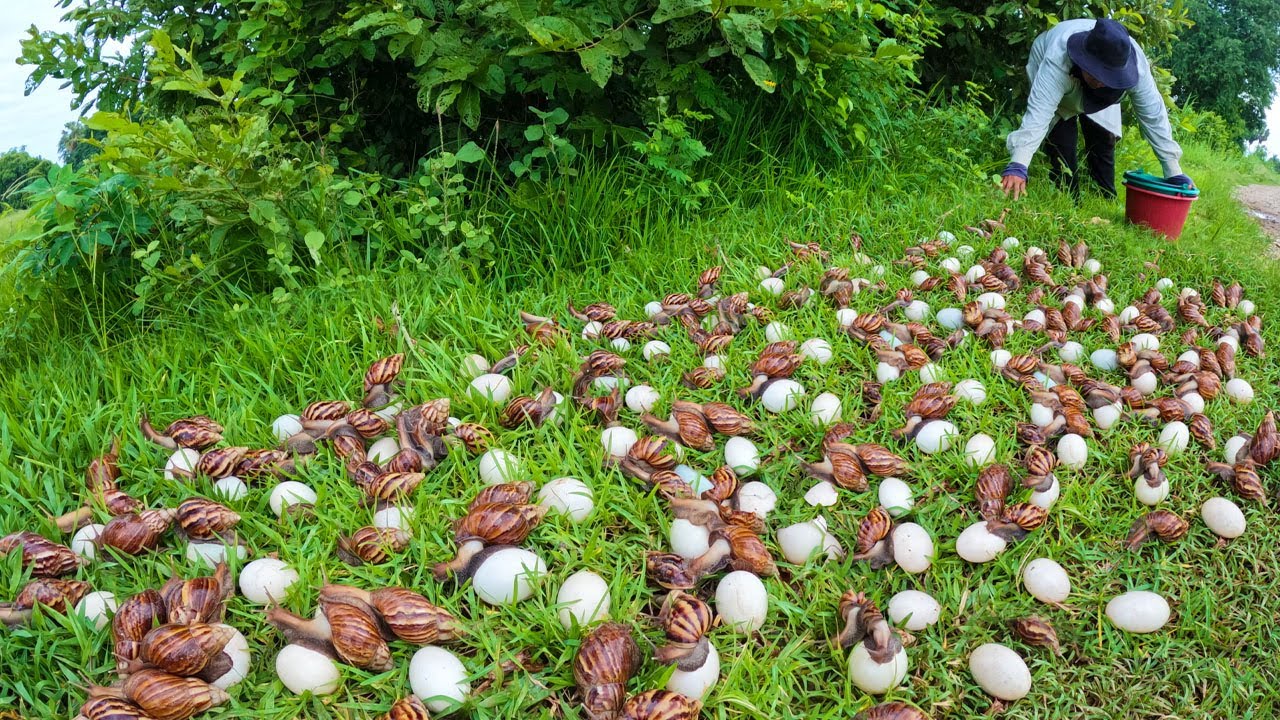Harvesting Snail Eggs in the Countryside | Satisfying Farm Life