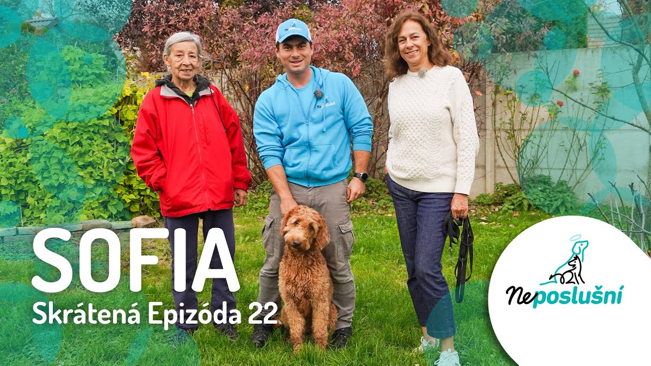 Najlepšie Plemeno Sveta? Goldendoodle SOFIA (Skrátené časti) NEPOSLUŠNÍ