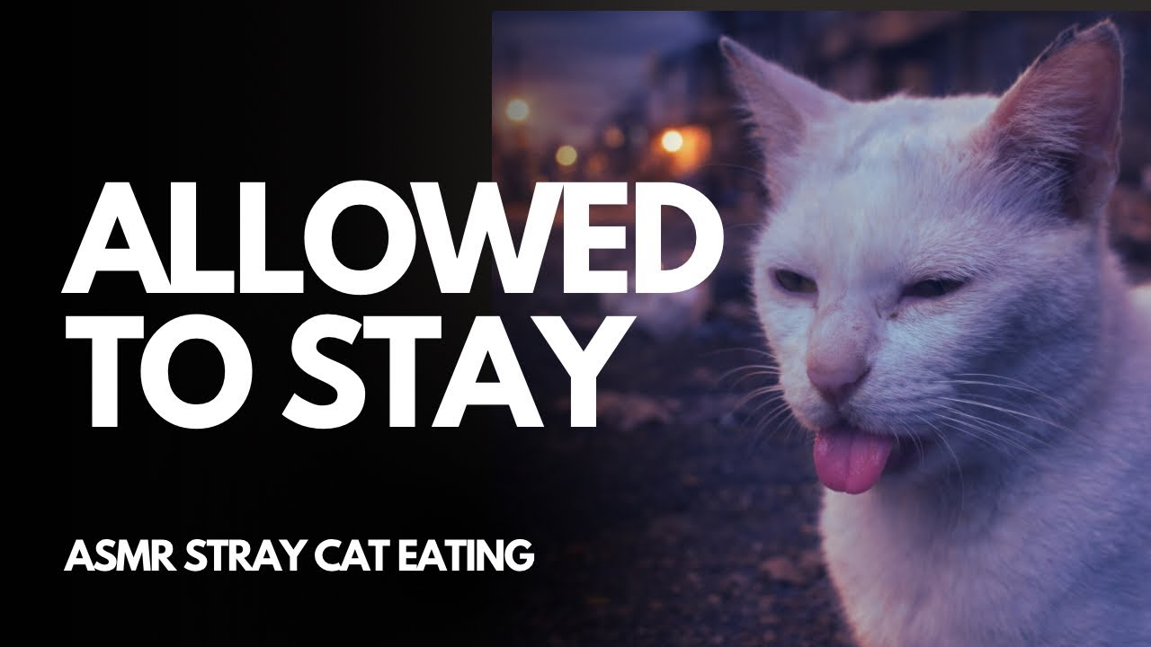 The Stray Cat Who No Longer Stray.