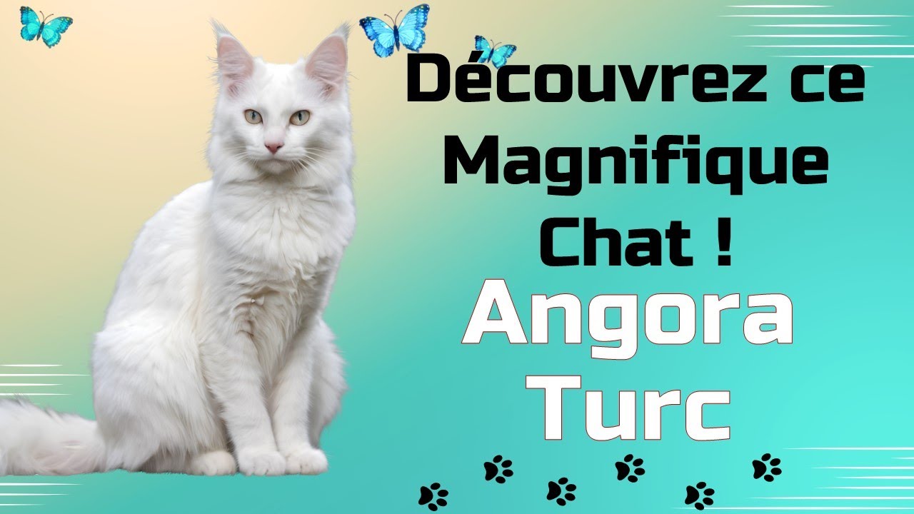 Chat Angora Turc: Un Chat Magnifique et Gracieux
