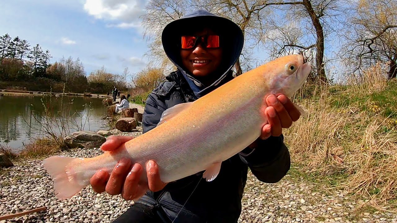 Lots of Golden Trouts in Poppelsøen