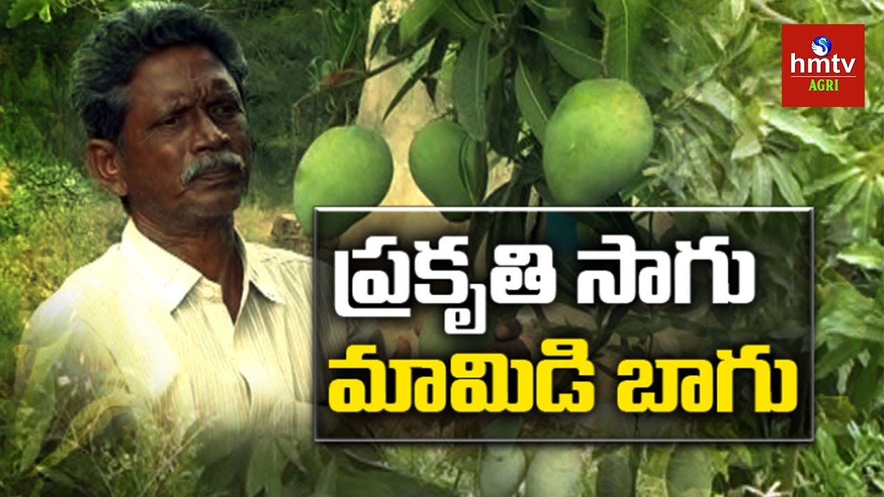 Natural Farming | Farmer Simbayya Success Story Of Mango Cultivation | hmtv Agri
