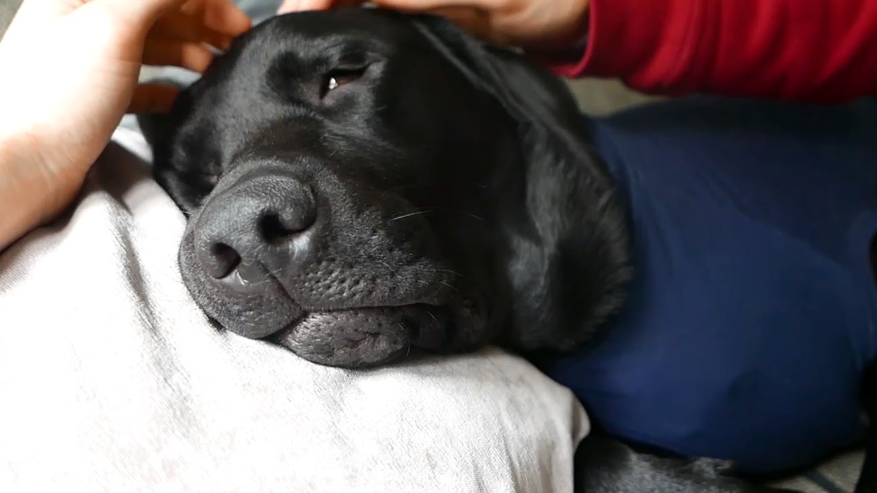 SquiddyVlogs - Marley Had Surgery! [32]