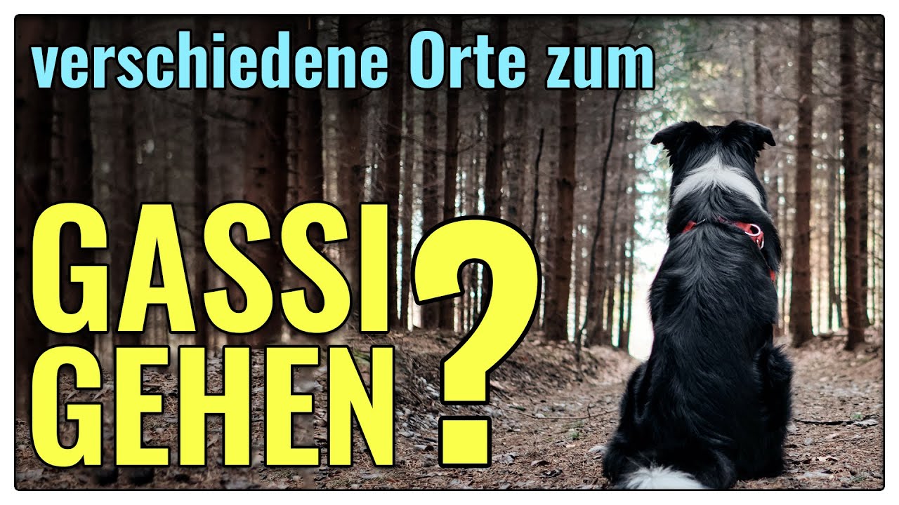 Guter Spaziergang - so machst du deinen Hund glücklich - TGH 386