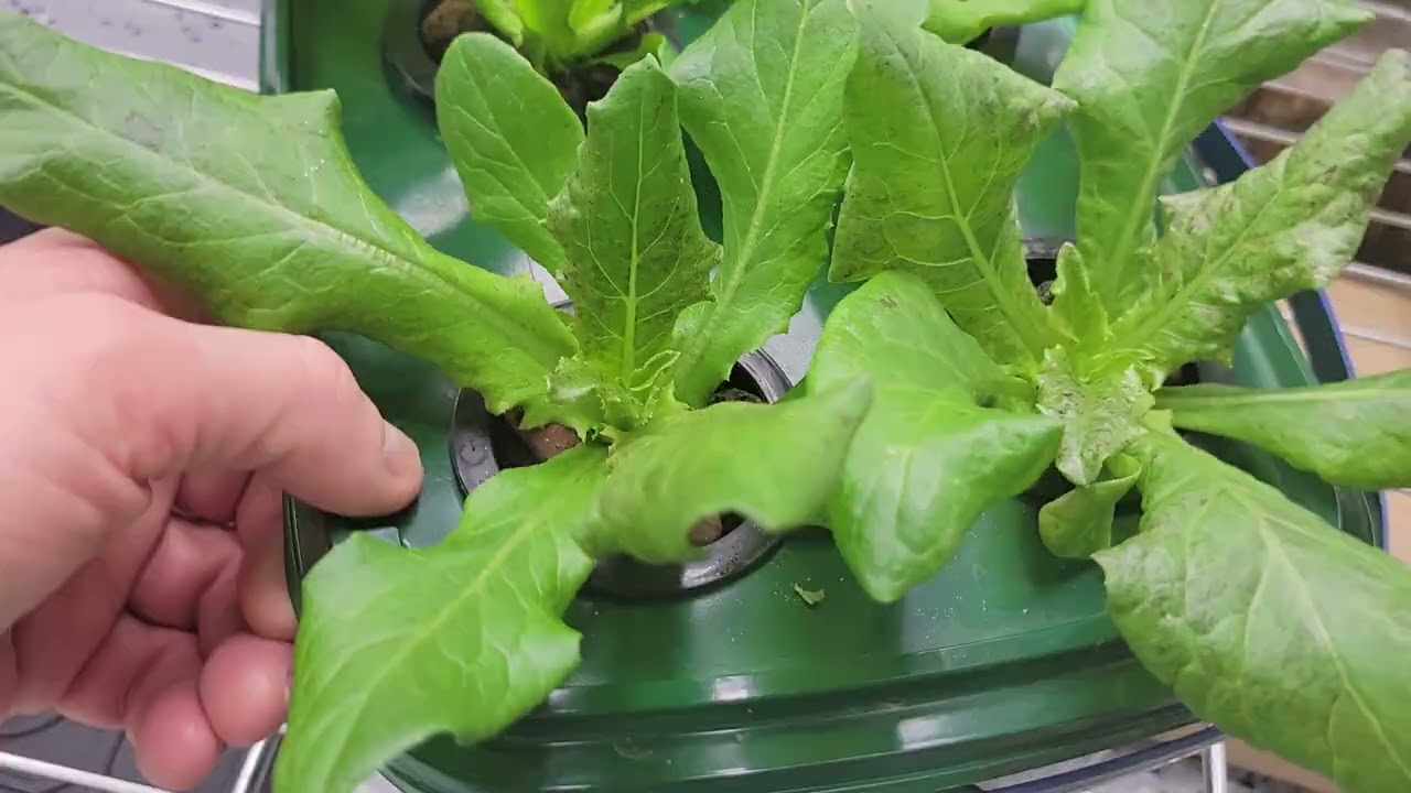 02-13-26 After Clearing for Aphids in Hydroponics-Full Disclosure-Part 1
