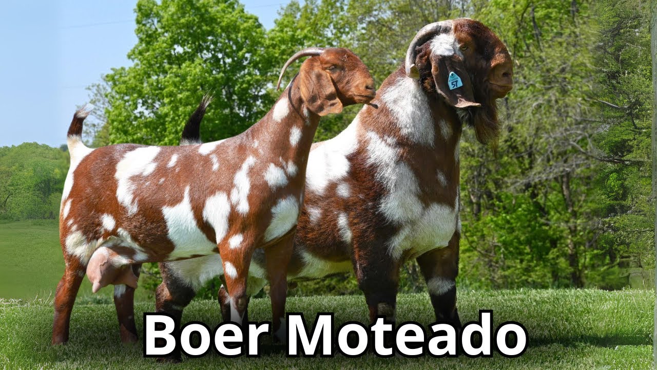 Raza caprina Boer : Variedad moteada