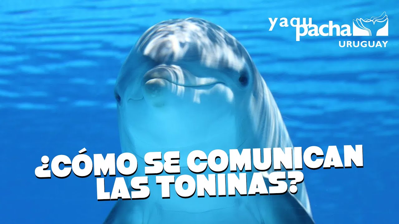 &iquest;C&oacute;mo se comunican las toninas? - YaquPacha Uruguay -