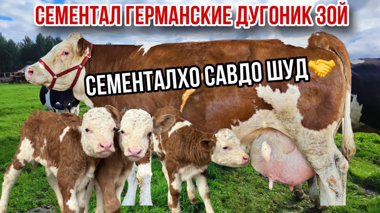 фурухта шуд🤝 Сементалои Германские дугоник зой Спитомен 11 марта 2026 г.