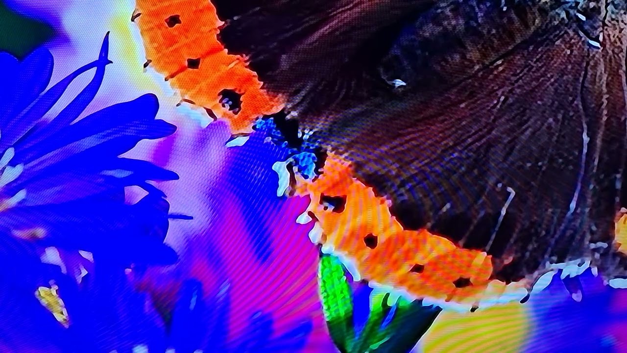 Zbulo Letëren e Dashurisë që Shëron Trupin 