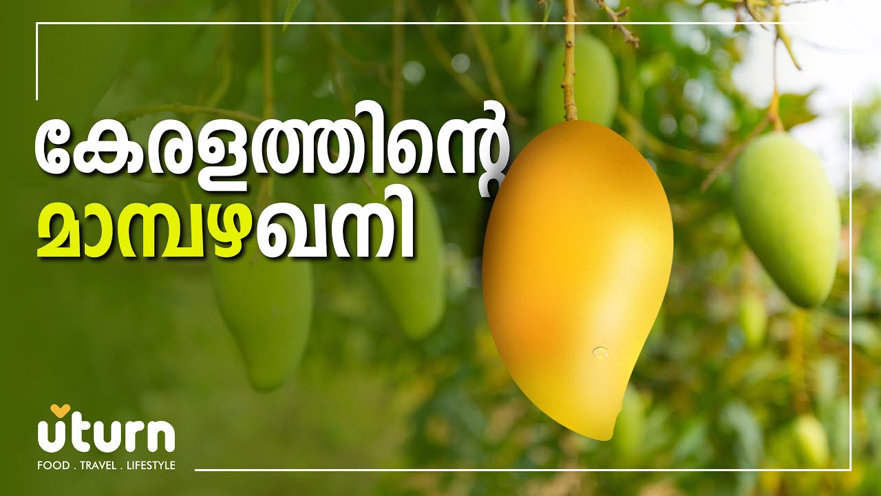 Muthalamada | Mango city | Palakkad