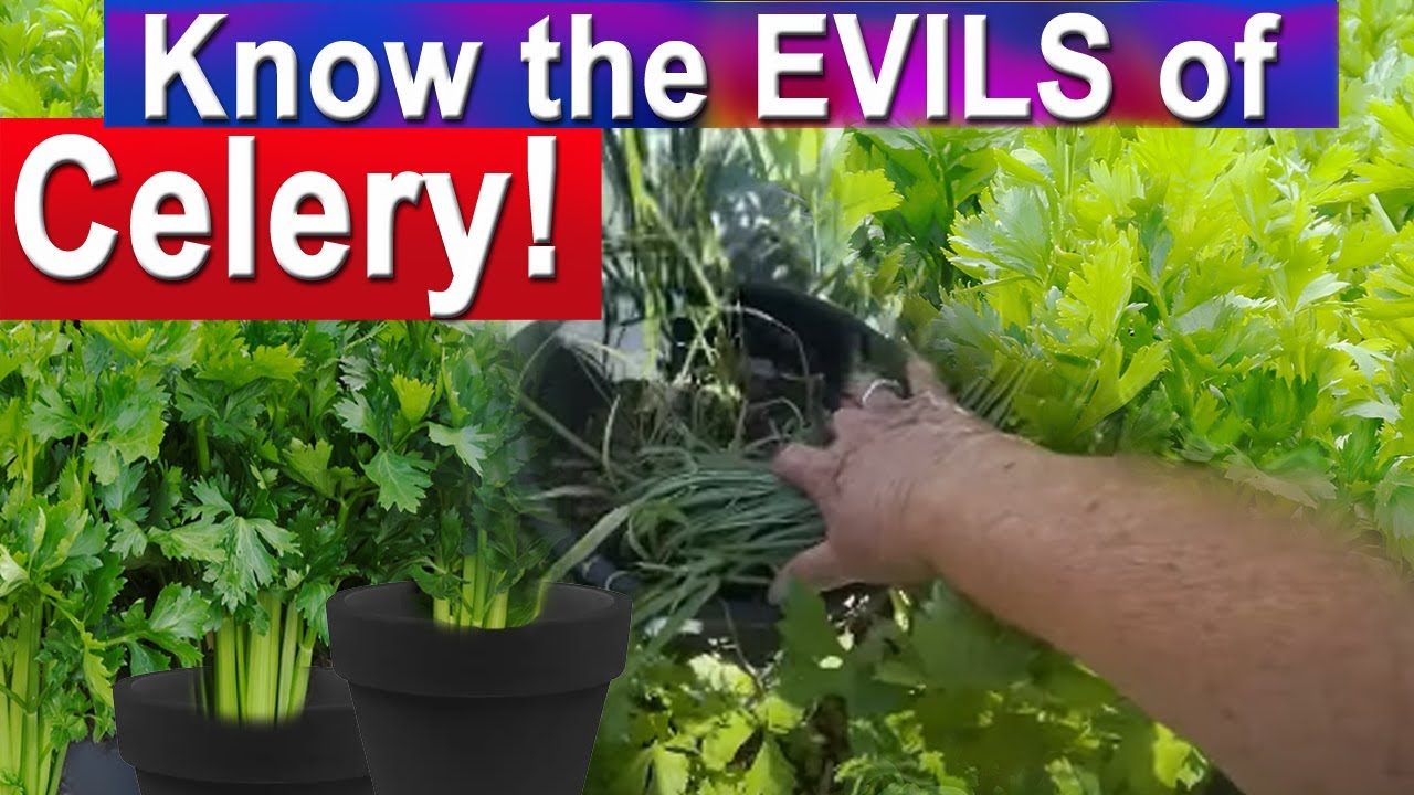 Container Gardening Celery WARNING, How to Grow Celery in Buckets, Totes & Flower Pots Terrace Patio