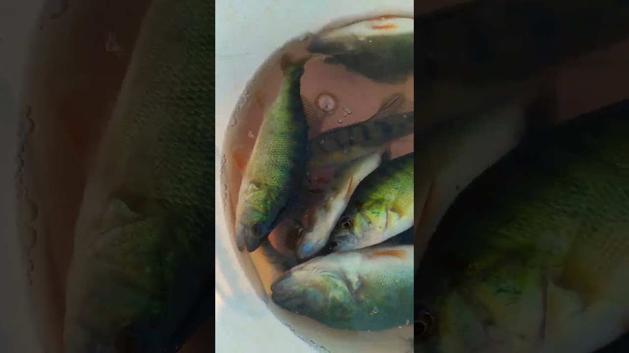 Biban la musca artificiala 13-09-2023