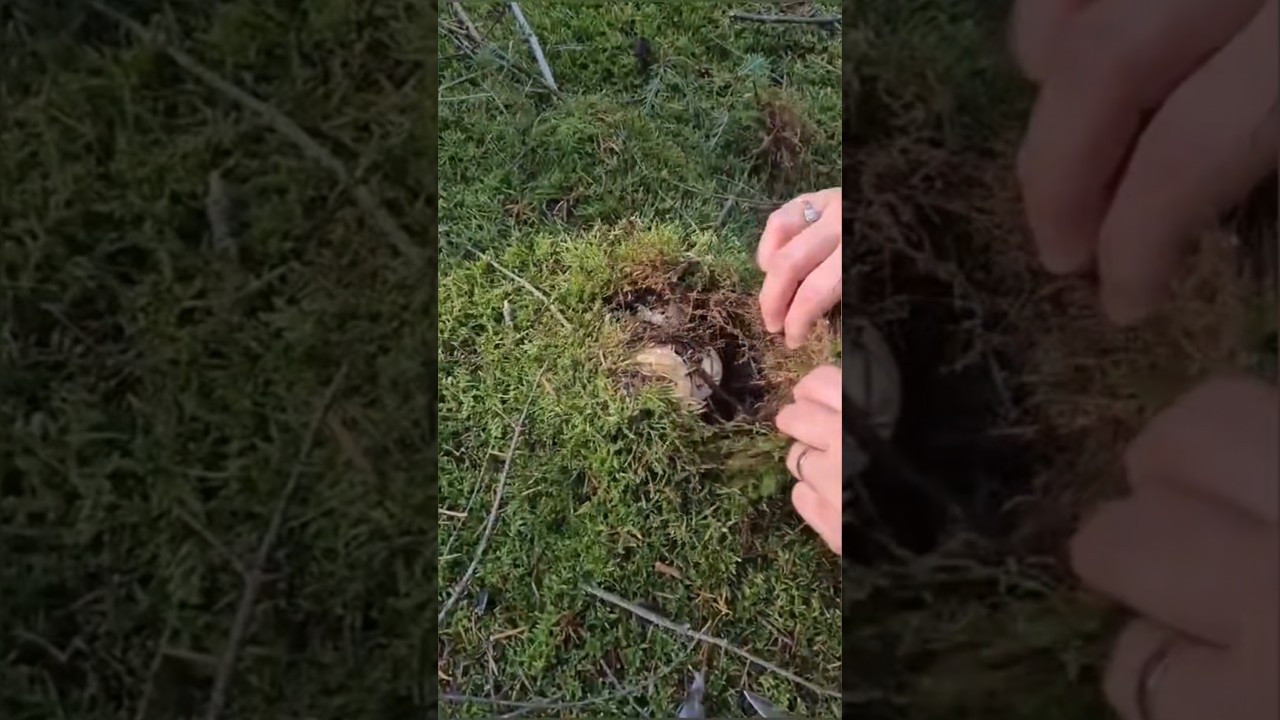 Mushrooms from the Carpathian mountains #2025 #funghi #porcini #boletus